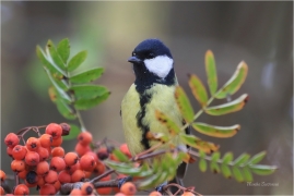 <p>SÝKORA KOŇADRA (Parus major) ------- /Great tit - Kohlmeise/</p>